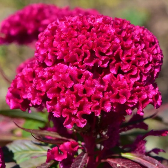 Meet your Posher, Tan 🌟Posh Ambassador II🌟 - Picture 2 of 2